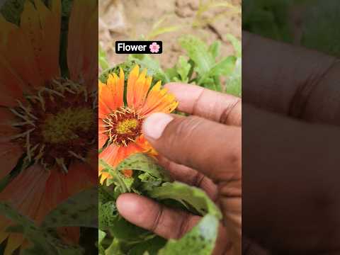 flower #song #organic #farmer #florida #flowers #reels #plants #nursery