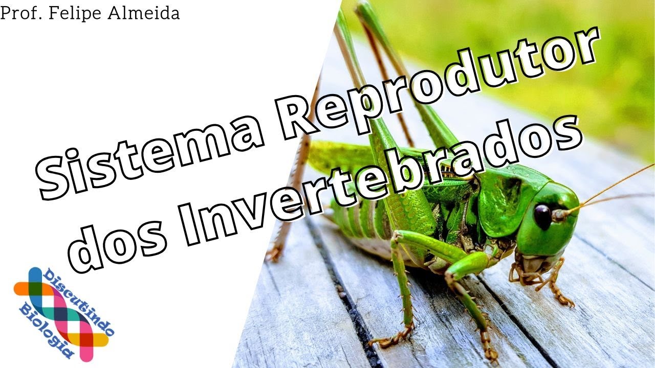Sistema Reprodutor dos Invertebrados