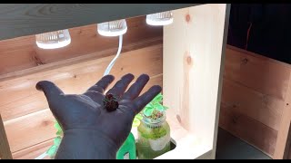 Fruit Swells Under The Machine Sun