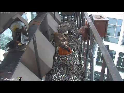 Cornell RTHA Cam  Big Red and Ezra Check Nest At Lunchtime   12:00 Noon   _2.26.14.