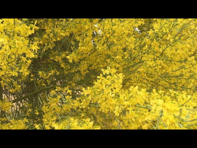 بذور شجرة السرسيديوم