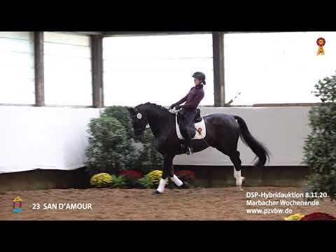 KN 23 SAN D'AMOUR v. San Amour -Carprilli *Marbacher Wochenende 2020*