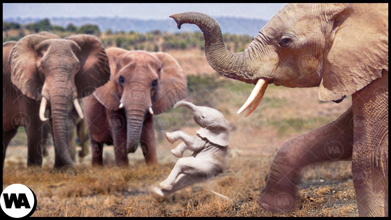 Por qué los Animales Odian a los Albinos?