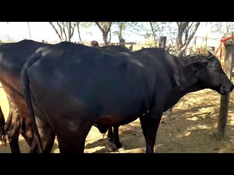 Boiadas na feira de gado em tavares paraiba 