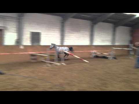 Contagio x Armitage, 5 jährig (hier noch 4 jährig)