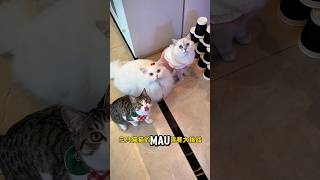 Download lagu Majikan test para kucing, siapa yg paling pinter? #kucinglucu #catshorts mp3