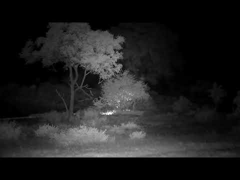 Djuma: Hyena - 02:49 - 01/08/2023