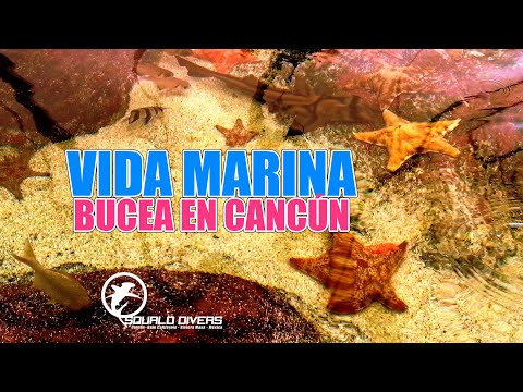 Reef with turtles video thumbnail