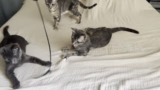 Kittens Playtime