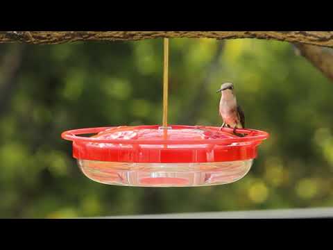 Female Black-chinned Hummingbird