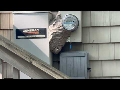 Found a Gigantic Bald-Faced Hornets Nest in Cream Ridge, NJ