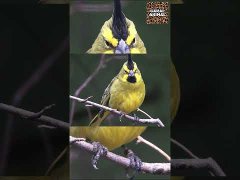 Uma das Aves + Raras e Ameaçadas do Brasil / Cardeal-amarelo (Gubernatrix cristata) #birds #shorts