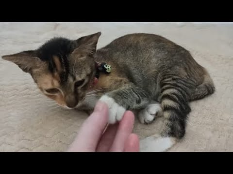 Save The Cat Crying Loudly In Pain. Has Been Spayed. Episode 3