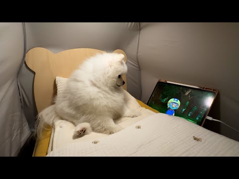 강아지 침대에 난방 텐트 설치해 줬더니 사람처럼 안에서 뒹굴거림ㅋㅋㅋ