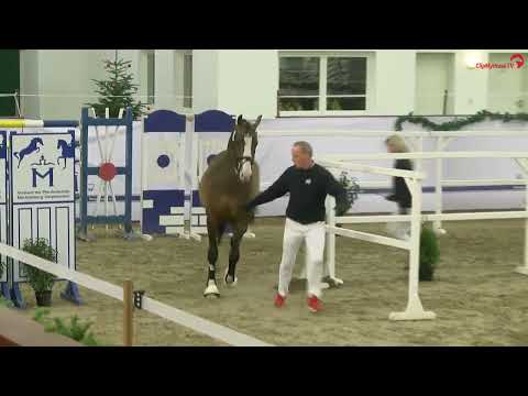 Don de Amor auf der Online Hengstschau der Hengststation Rene Tebbel