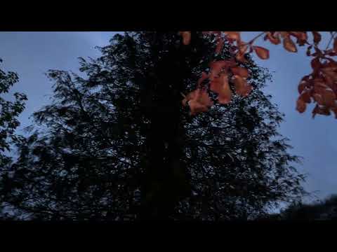 Dawn Chorus in England - Sunday 7th May 2023 / As nature awakes on a new day with birdsong