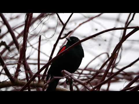 Red-winged Blackbird Mar 30, 2019