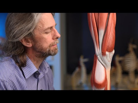 Pes anserinus anatomy