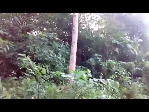 Miss kuna ang Farm ko