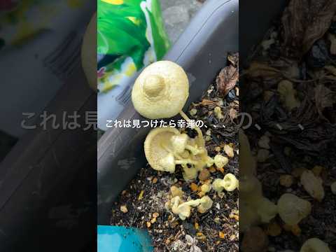 園芸 肉食キノコ