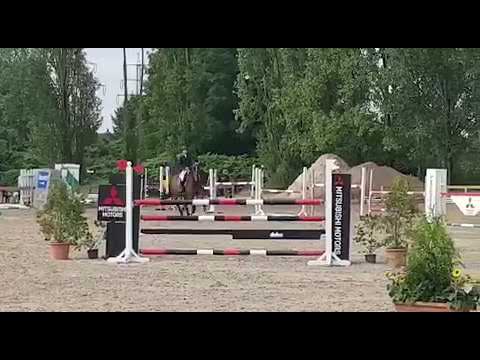 Stall Distel, Wallach von Cassoulet x Quantum, geb. 2015