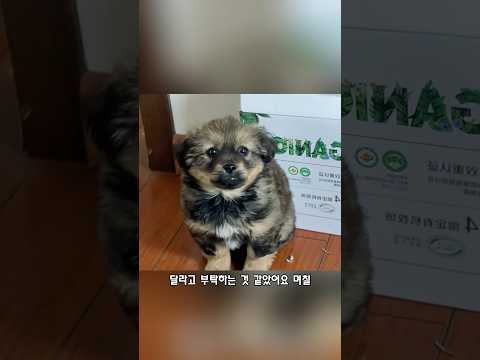 정말 착하고 순한 강아지