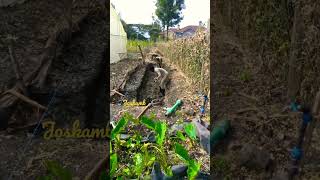 Download lagu How to plant arrowroot on dry land mp3 Download lagu How to plant arrowroot on dry land mp3
