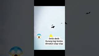 Download lagu Detik-detik alap-alap menerkam merpati saat lomba. #hobbymerpati #merpatilovers #videovirals mp3