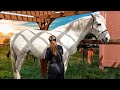 Today I Groomed A GIGANTIC Horse For The First Time