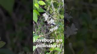 Lovebugs