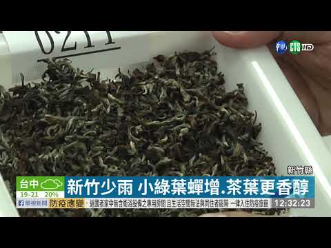 新竹少雨 小綠葉蟬增.茶葉更香醇｜華視新聞 20201203