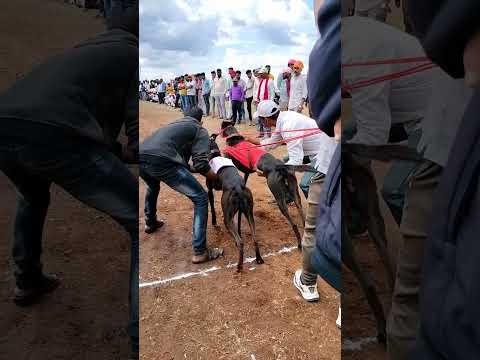 ✨💯🔥Dog Race Greyhound Dog Race Status | #dograce #youtubeindia#short#Doglover