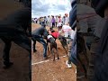 ✨💯🔥Dog Race Greyhound Dog Race Status | #dograce #youtubeindia#short#Doglover
