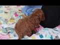 Cavapoo dogs for sale: Charlotte - Video 1