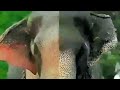 Raman Karnan Raman Karnan Status Videos