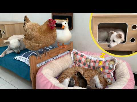 So funny! Puppy Lucky helps dad cat take care of his wife and kittens! The puppy is very responsible