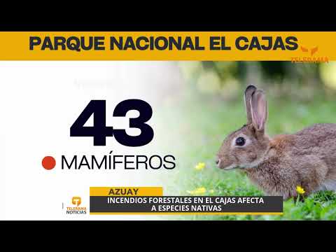 Incendios forestales en El Cajas afecta a especies nativas