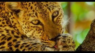 8K Zambia Wildlife Safari | South Luangwa National Park Relaxation Film - Part 1