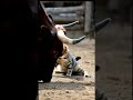 A Playful Cat Loved Teasing A Cow On The Farm Cow Animals Animals Shots