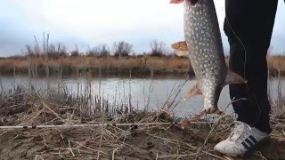 Рыбалка в кызылорде платина
