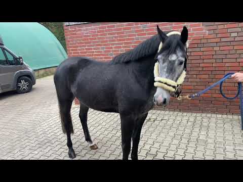 Hashtag:HICKSTEAD WHITE x CHARMING BOY