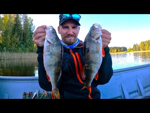 VENEPILKINTÄ | PUOLEN KILON AHVENTA PERHOMORRILLA JA JIGILLÄ