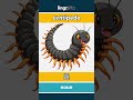 centipede - 蜈 video thumbnail