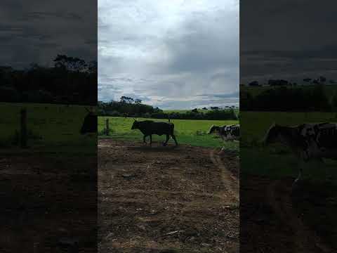 Zona Rural de Brotas SP #cow #gado #brotas #saopaulo #brazil