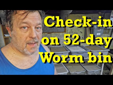 Steering a 52-day old worm bin towards completion - vermicomposting