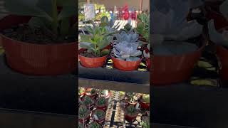 #shorts Best succulents for office desk