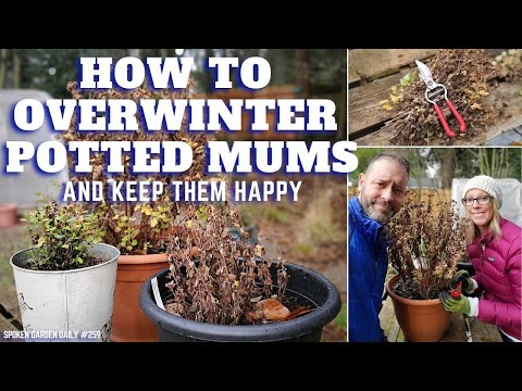 image-Can potted mums be planted in the ground?
