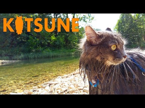 Siberian cat swimming on vacation