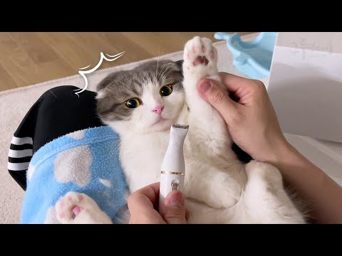 발털미니까 숨겨둔 핑크젤리가 뿅! 얌전한 고양이