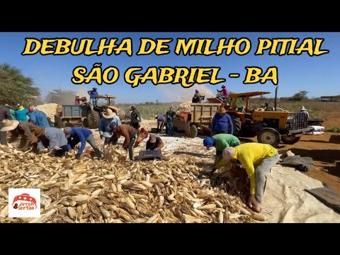 DEBULHA DE MILHO PITIAL DE SÃO GABRIEL - BA